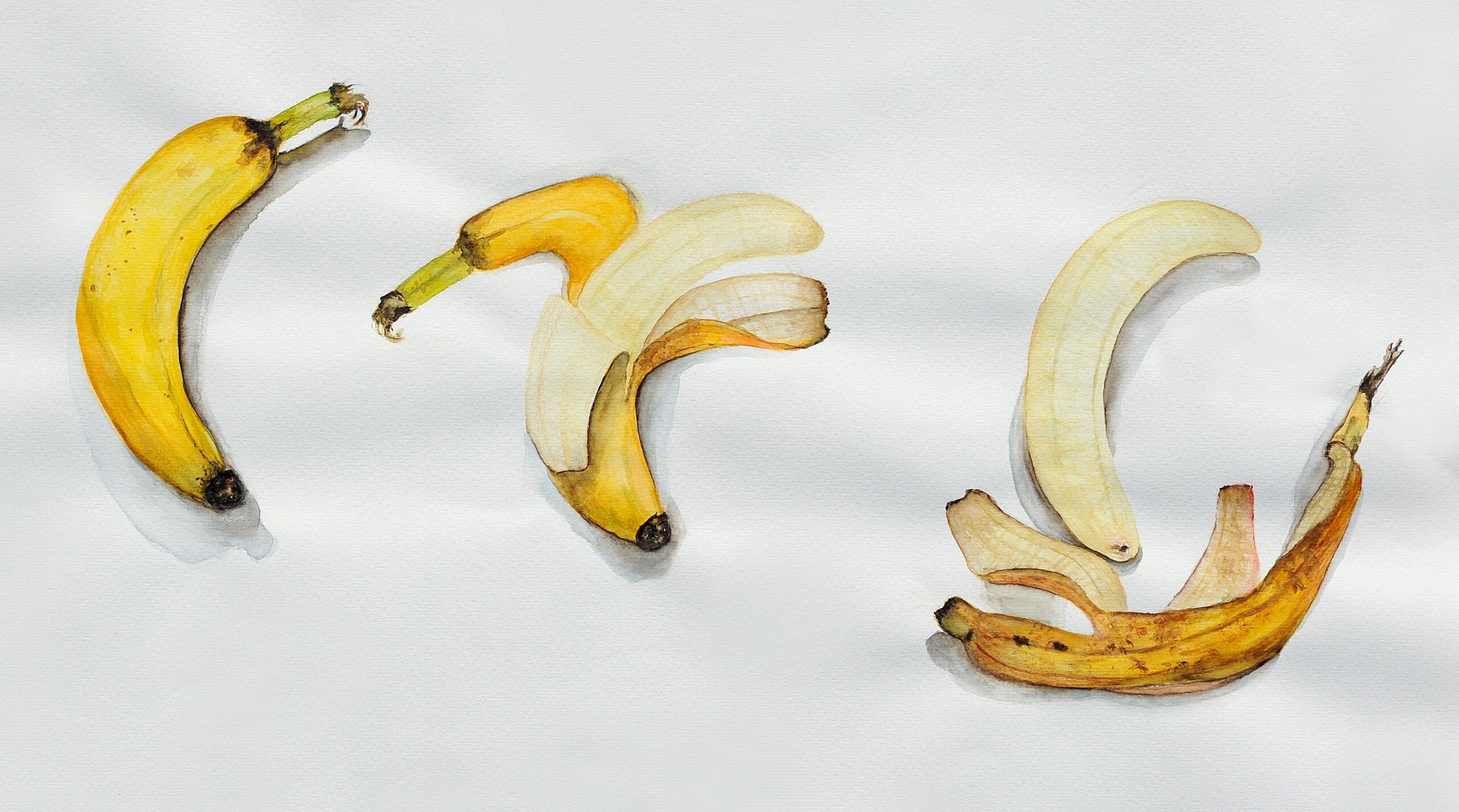 Schülerarbeit, Aquarell „Bananen“